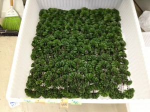 こんな細かい手作業です。