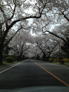 ICU正門からの桜並木
