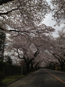 寒空に満開の桜