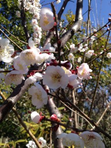 ***我が家の満開の梅の花***
