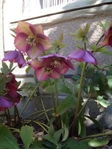 クリスマスローズ