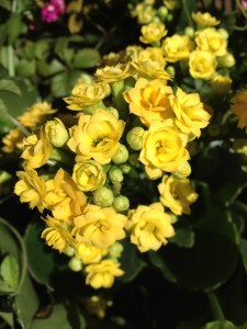 ﾐﾆﾁｭｱﾛｰｽﾞ　”無意識の美”