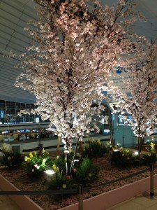羽田国際線の夜桜