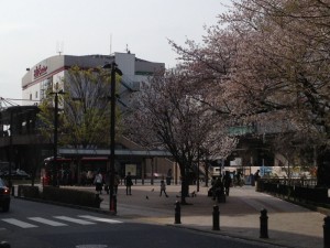 三鷹駅南口ロータリーの桜
