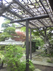 例年より早く咲き始めた藤