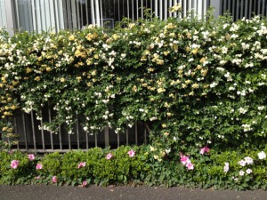 ランドテック側の緑化