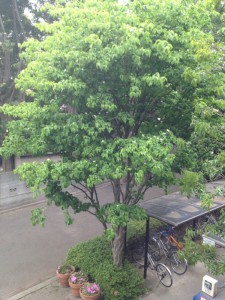 ３階のお部屋からの構図