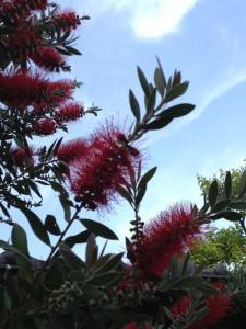 ブラシノキ　オーストラリア原産　　本当に瓶を洗うブラシのようです。