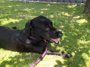 久々登場：のんびりくつろぐLavie