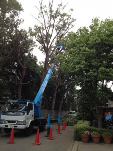 ケヤキの木剪定中