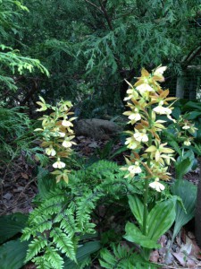 ひっそりと咲くエビネ