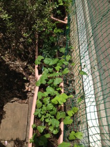 お花が咲く前にまずはどんどん伸びて！！