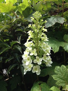 柏葉アジサイ、秋には綺麗に紅葉します。秋もお楽しみに！