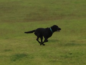 野生に戻って快走！