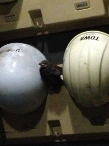 つぶらな瞳で見つめられてしまいました