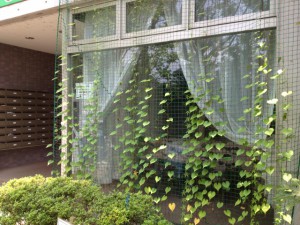 順調に緑のカーテンを目指す朝顔