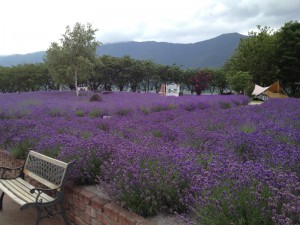 平日にも関わらず大型観光バスが何台も来ていて、中国語、韓国語が飛び交っていました✾