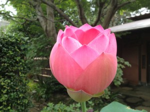 明日には開花しそうな蓮の花