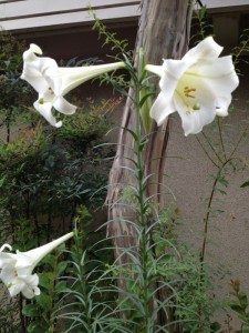 清楚に芳しい香を放ってくれる百合