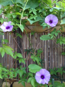 夏真っ盛りの時の朝顔
