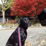 綺麗に紅葉したもみじ