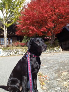 綺麗に紅葉したもみじ