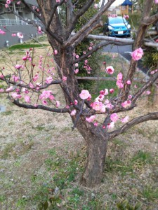 暖かかった昨日の梅