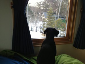 雪景色に想いを馳せるＬａｖｉｅ