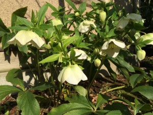 白クリスマスローズ