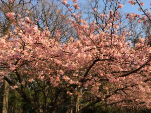 井の頭公園の早咲き桜