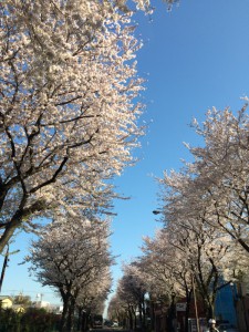 桜並木