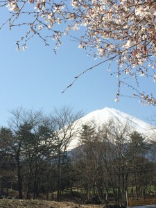富士桜