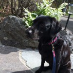 ラヴィコデマリ