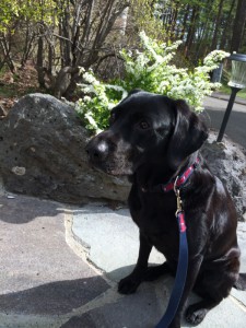 ラヴィコデマリ