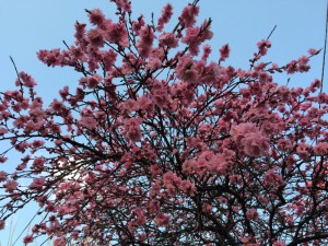 八重桜