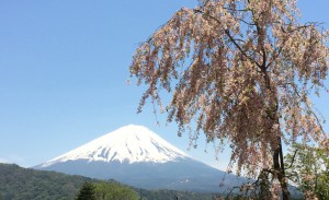 桜富士山しだれ