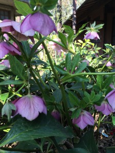 紫くりすますろーず