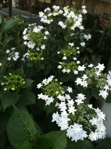 ガクアジサイしろ