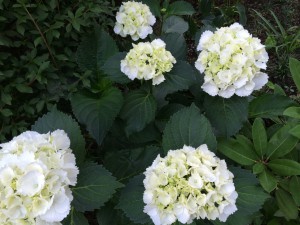 白あじさい