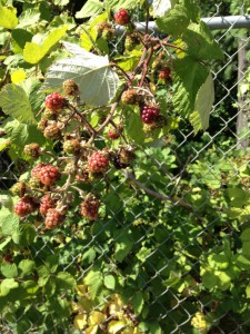 ２ブラックベリー