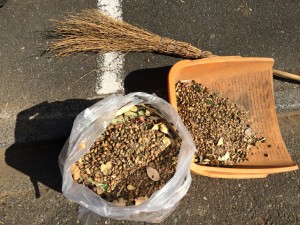 どんぐりてんこ盛り