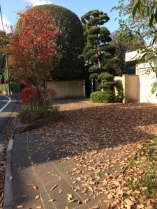 自宅前の落ち葉