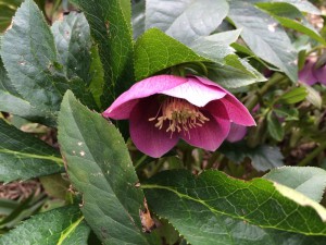 クリスマスローズ