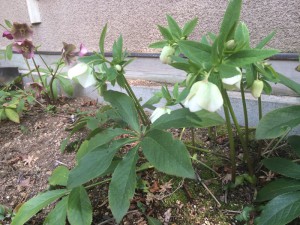 庭の片隅のクリスマスローズ