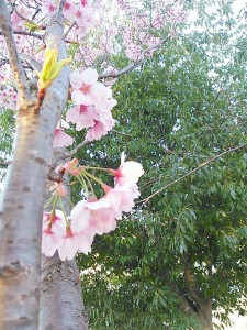 １桜