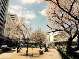三鷹駅桜