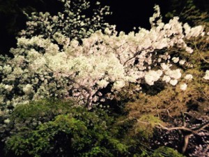 夜桜２