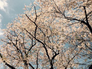 三鷹駅桜２