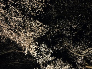 夜桜