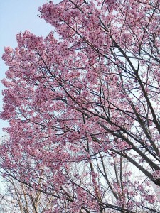 ２桜